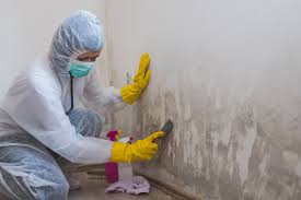 Best Basement Mold Removal  in Oak View, CA